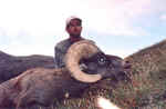 2005-esm-sheep-tom-k-lr.jpg (19520 bytes)